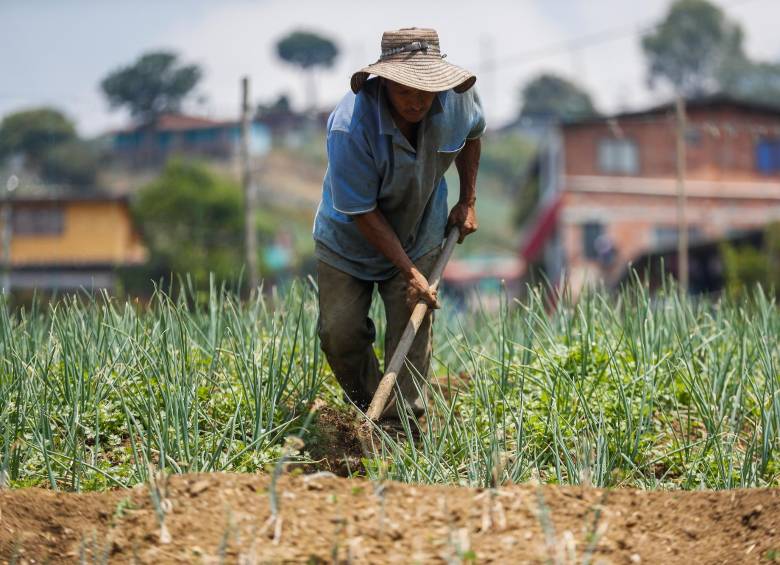 La reforma agraria que se pactó en el Acuerdo de Paz prometió la compra de tres millones de hectáreas para los campesinos. FOTO manuel saldarriaga