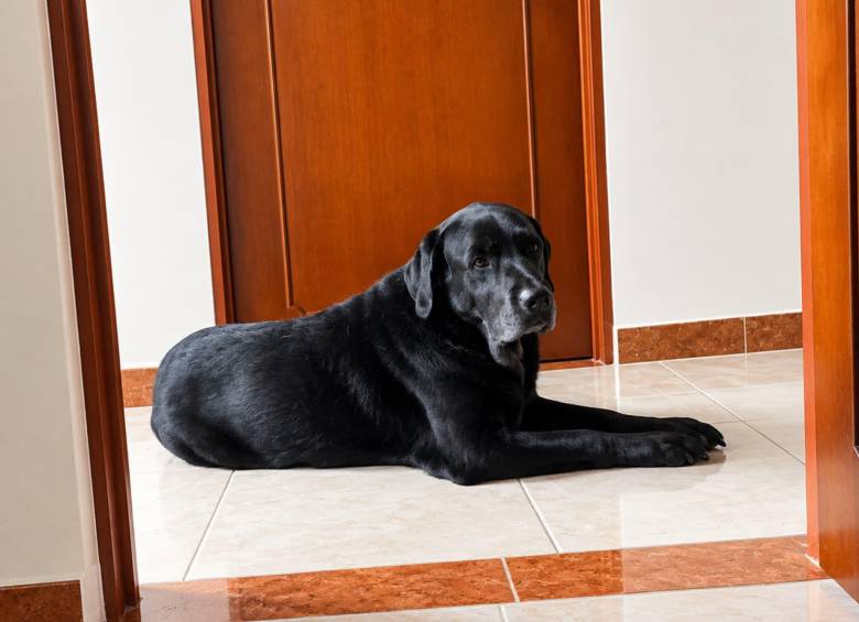 Max, perrito al que le aplicaron la inyección porque estaba muy viejito y no podía caminar. Foto: Archivo personal