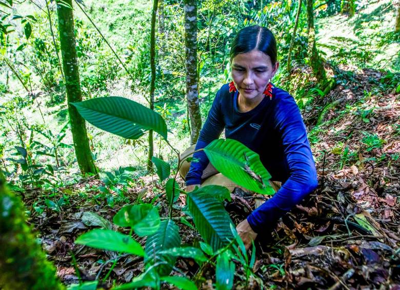 Las plantas también han sido cultivadas en otras zonas del cañón para que vayan creciendo en un ambiente natural. FOTO: Julio César Herrera.