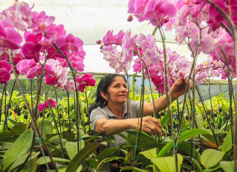 El guardián de las orquídeas: Francisco Villegas y la cultura del respeto por la naturaleza