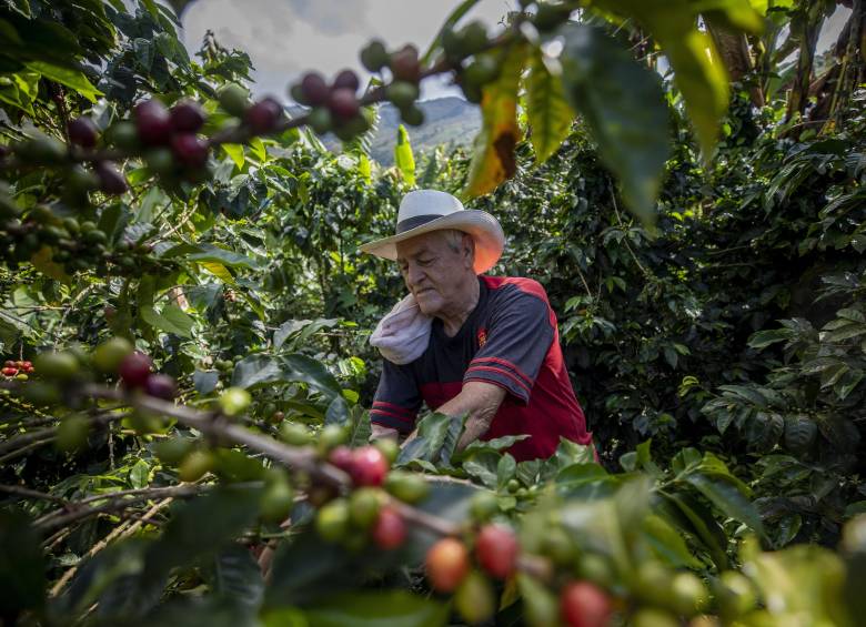 Las principales regiones productoras en el mundo son Brasil, Indonesia, Vietnam y Colombia. Foto: Camilo Suárez 