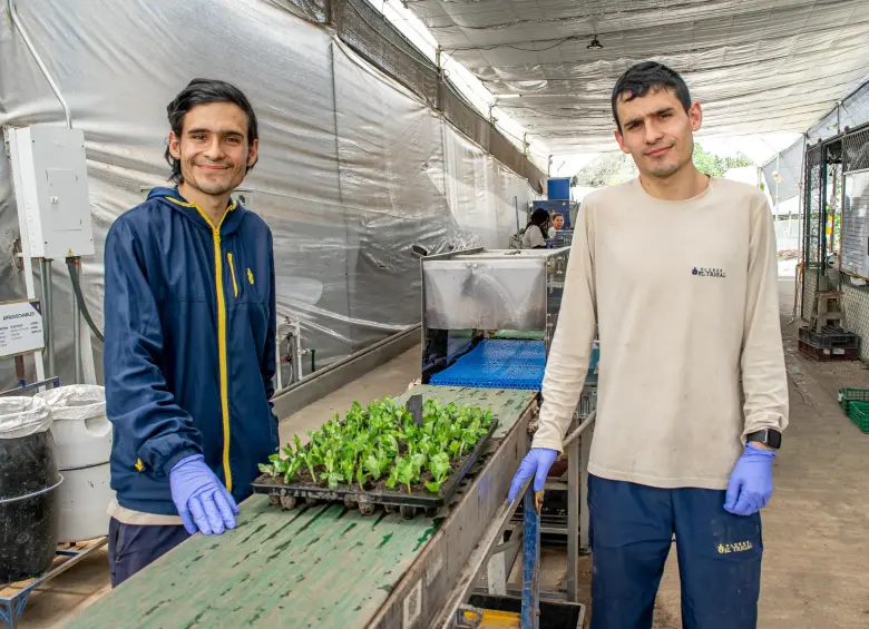 Kevin y Joseph Rendón, hermanos gemelos de El Retiro, en su trabajo en Flores El Trigal. Foto: Cortesía. 