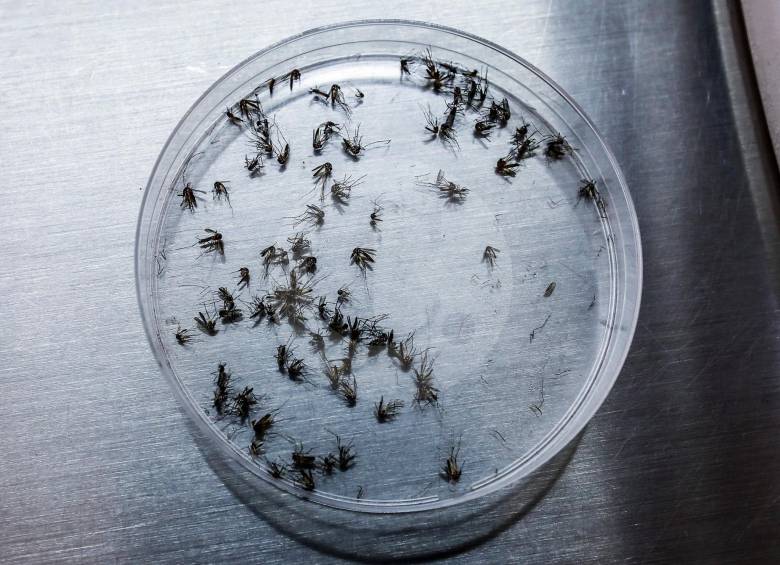 Las aguas estancadas propician la incubación del mosquito Aedes aegypti que producen el dengue en los humanos. FOTO JAIME PÉREZ