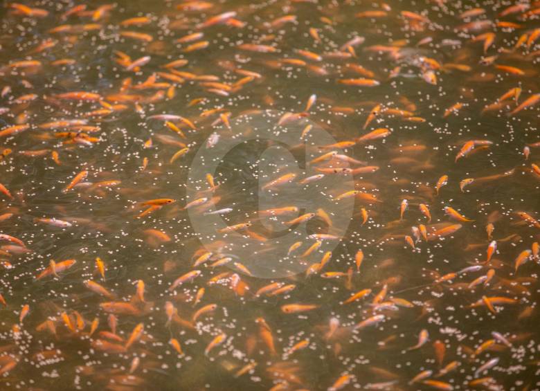 El propósito a futuro es llegar a tener 60.000 peces en los estanques. FOTOs andrés camilo suárez