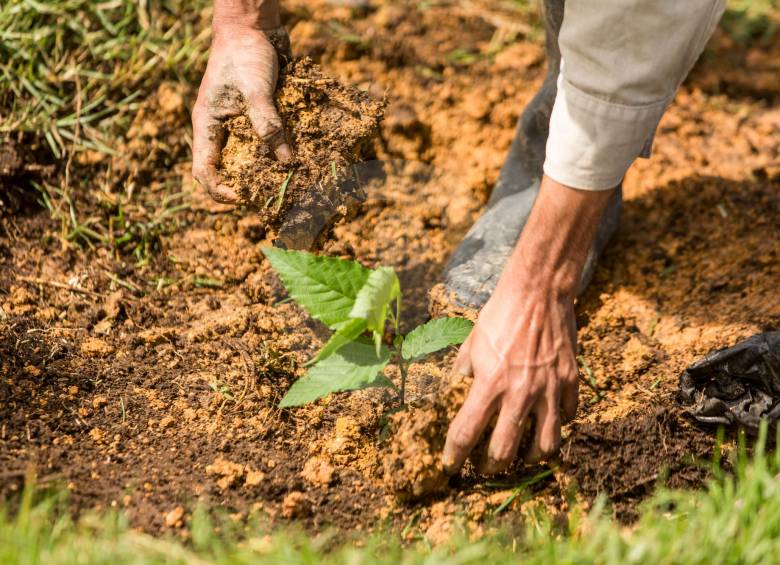 Antioquia se planteó la meta de sembrar 25 millones de árboles a 2023. FOTO CAMILO SUÁREZ