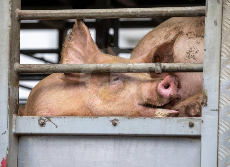 Precio del cerdo, también afectado por la coyuntura comercial. FOTO: EDWIN BUSTAMANTE