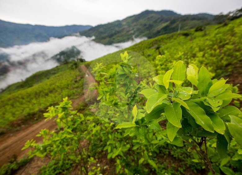 De acuerdo con informe de la ONU, para 2019 había 154.000 hectáreas de coca sembradas en todo el país. FOTO edwin bustamante