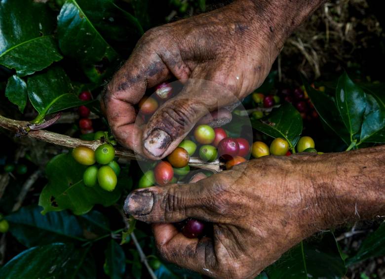 El llamado de la FNC es a que los cafeteros respeten las ventas del café a futuro, ya que muchos productores que firmaron acuerdos con la carga interna a $1 millón, al ver los buenos precios ahora, no están entregando lo pactado. Foto: Julio César Herrera E.