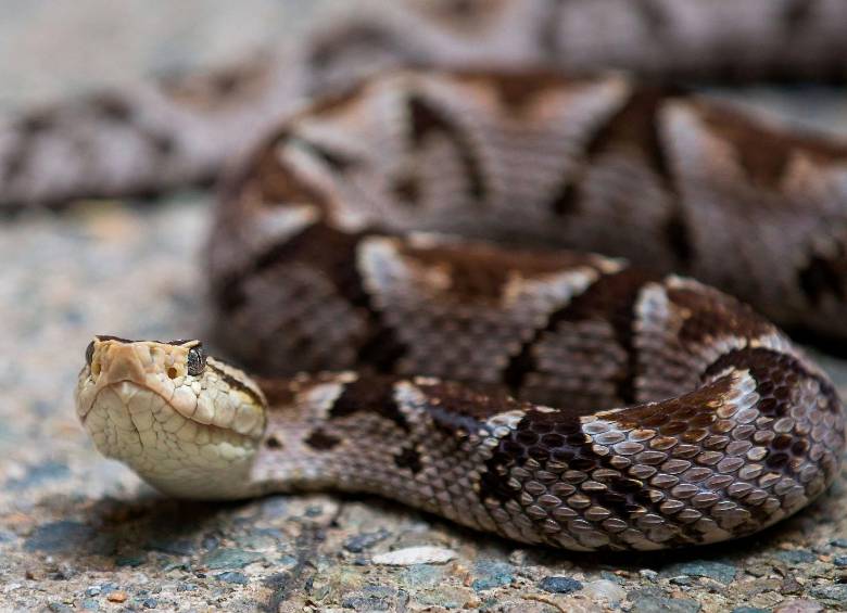 La mapaná es la serpiente con la mayor cantidad de casos de mordidas en el Valle de Aburrá. Para remediarlo, los expertos recomiendan manejar bien las basuras y no matar a sus depredadores (zarigueyas y otras serpientes). Foto Camilo Suárez.