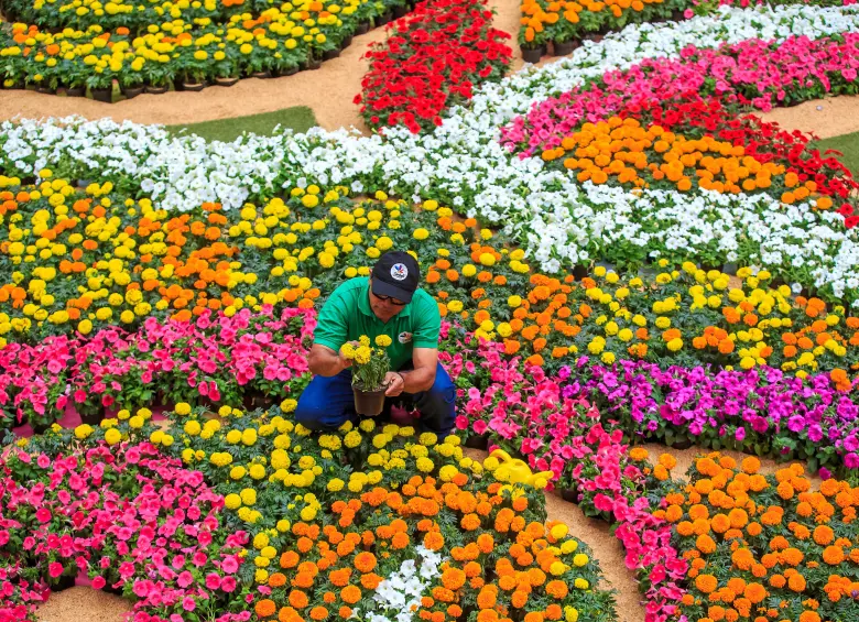 Todas las mañanas, estas flores reciben agua, sol y cariño de quienes las cuidan. FOTO Camilo Suárez
