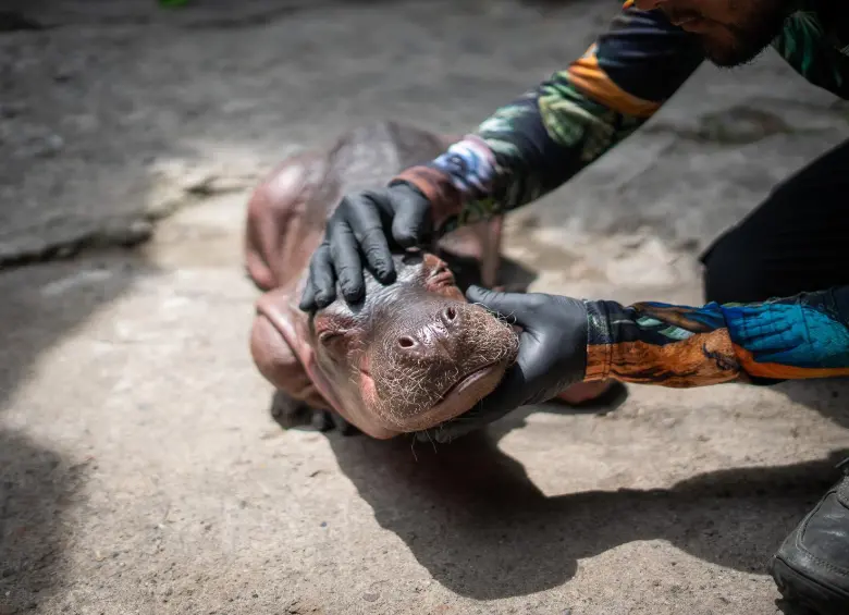 El ejemplar fue encontrado deshidratado y desnutrido por una familia de pescadores en el corregimiento La Sierra. Foto: cortesía Cornare. 