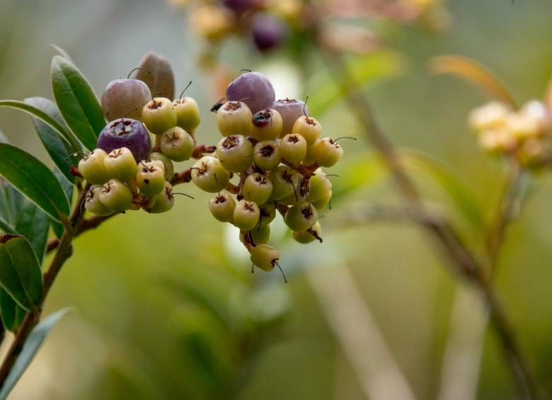 Bayas de mortiño (Vaccinium meridionale). FOTO: Cortesía Santiago Chiquito-García