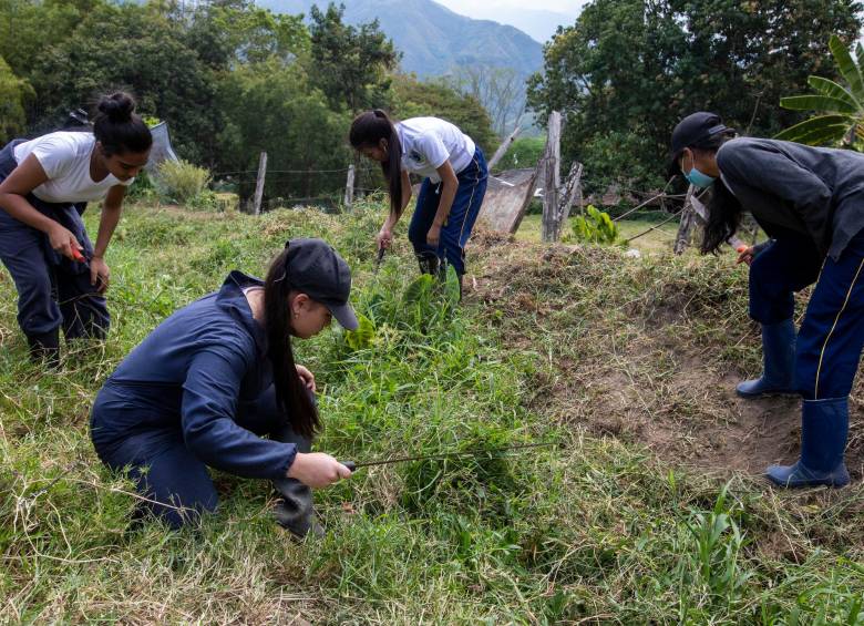 El agro fue uno de los motores de la actividad económica en Colombia, que según el Dane creció 2,49% en febrero de 2024. FOTO EL COLOMBIANO