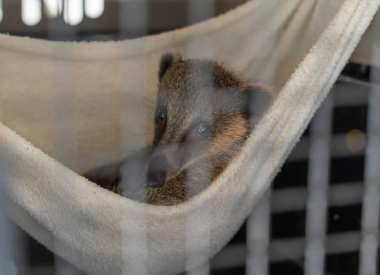 Las especies silvestres terminan convertidas en mascotas después de que son cazadas. FOTO: CORTESÍA CORANTIOQUIA