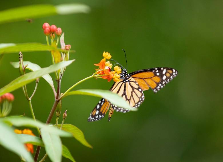 Parque de las mariposas en El Esmeraldal de Envigado. FOTO Jaime Pérez 