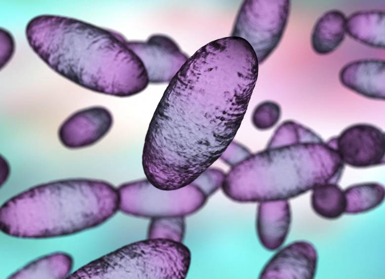 La peste neumónica es la forma más peligrosa de la peste, una enfermedad infecciosa causada por la bacteria Yersinia pestis que puede transmitirse por vía aérea de persona a persona y matar en menos de 24 horas sin tratamiento. FOTO Science Photo Library via AFP