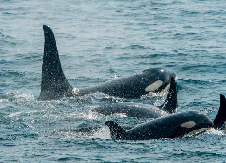 La población de ballenas del mar de Salish está en peligro de extinción. En el último censo, el año pasado se contabilizaron solo 73 ejemplares. Foto Getty. 