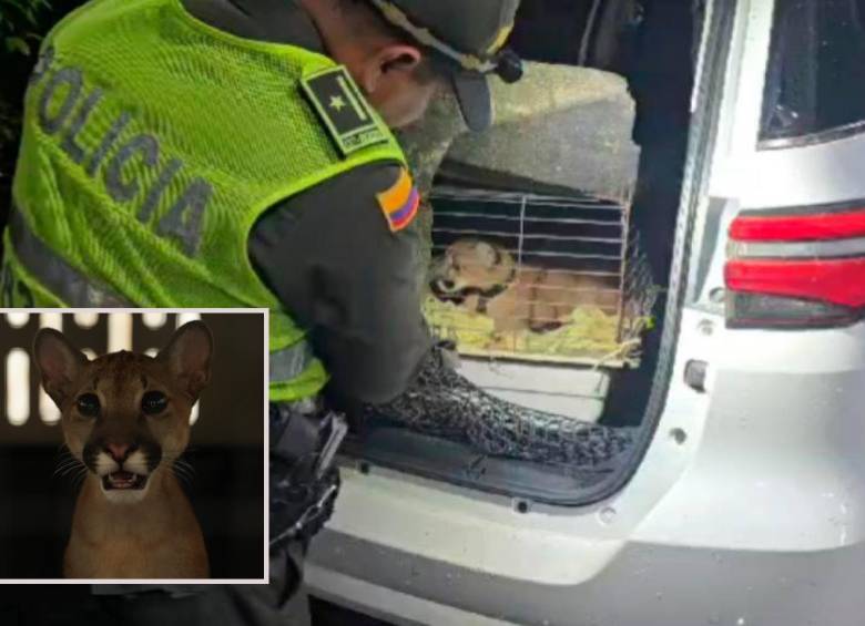 Adelante, el puma rescatado por las autoridades. Atrás, momento en el que fue hallado por la Policía. FOTO: Cortesía