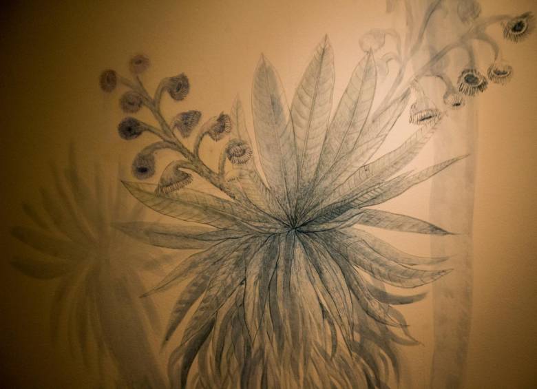 En las paredes de la exposición Mutis, la Expedición continúa hay ilustraciones de Elizabeth Builes. Foto: Julio César Herrera.