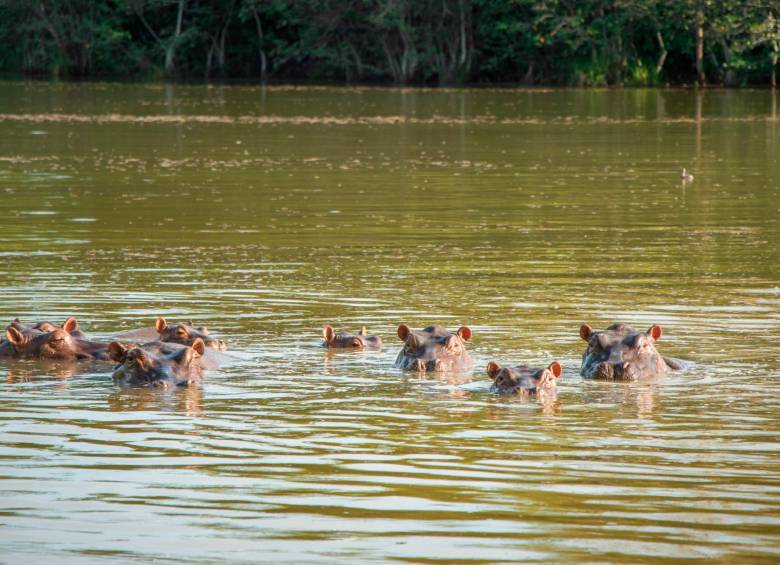La hipopótama esterilizada hace parte del numeroso núcleo poblacional que habita en las cercanías de la Hacienda Nápoles, en la subregión del Magdalena Medio antioqueño. FOTO CORTESÍA.