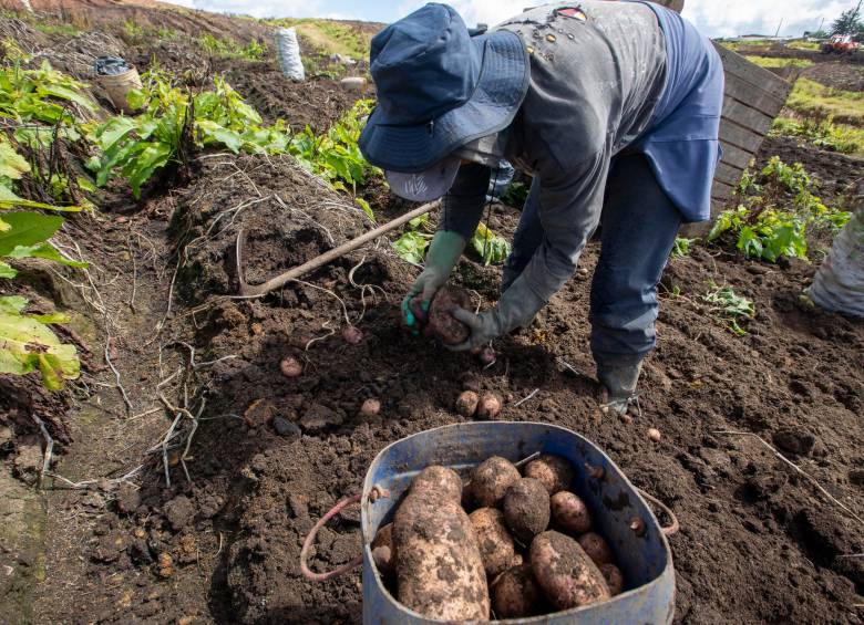 En cuanto a la población empleada en actividades de agricultura, ganadería, caza, silvicultura y pesca, esta también tuvo un aumento en el país, con 97.000 personas adicionales, llegando a 3,2 millones de ocupados. Foto: Edwin Bustamante 