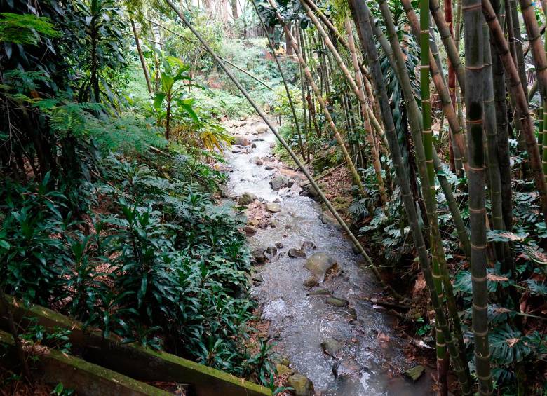 La quebrada La Presidenta es una de las más limpias de todo el Valle de Aburrá. FOTO: Cortesía Alcaldía