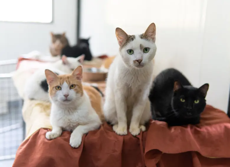 Gatos del Centro de bienestar animal La Perla. FOTO Cortesía Secretaría de Medio Ambiente de Medellín.