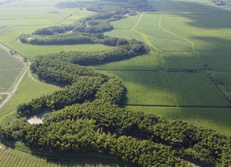 El tapete verde tiene una extensión de 890 kilómetros. Foto: Asocañas