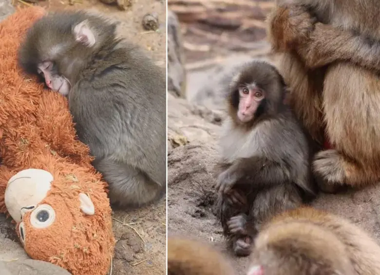 Piden que el macaco Punch sea trasladado a un santuario “de buena reputación”. FOTOS: Captura de video - Zoológico y Jardín Botánico de la Ciudad de Ichikawa 