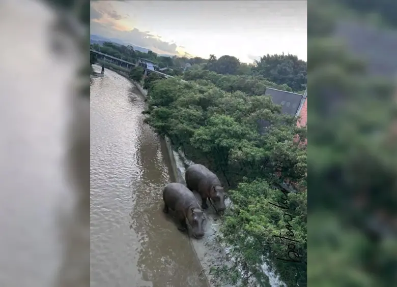 Hipopótamos en el río Medellín. Foto: X Freddys Pastorizo @FreddysPastori4