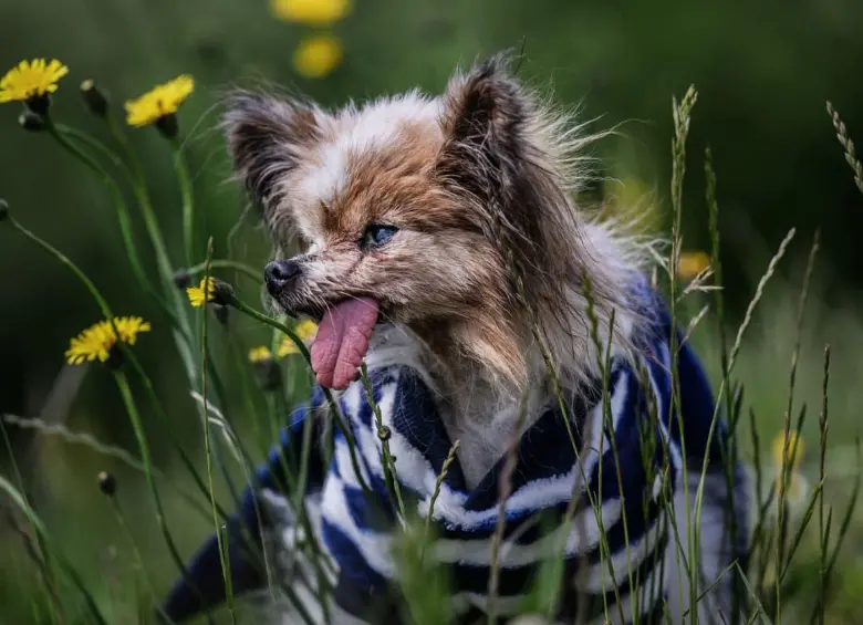 Tristeza por la muerte de Lazare, a sus 30 años y considerado el perro más viejo del mundo. FOTO: AFP 