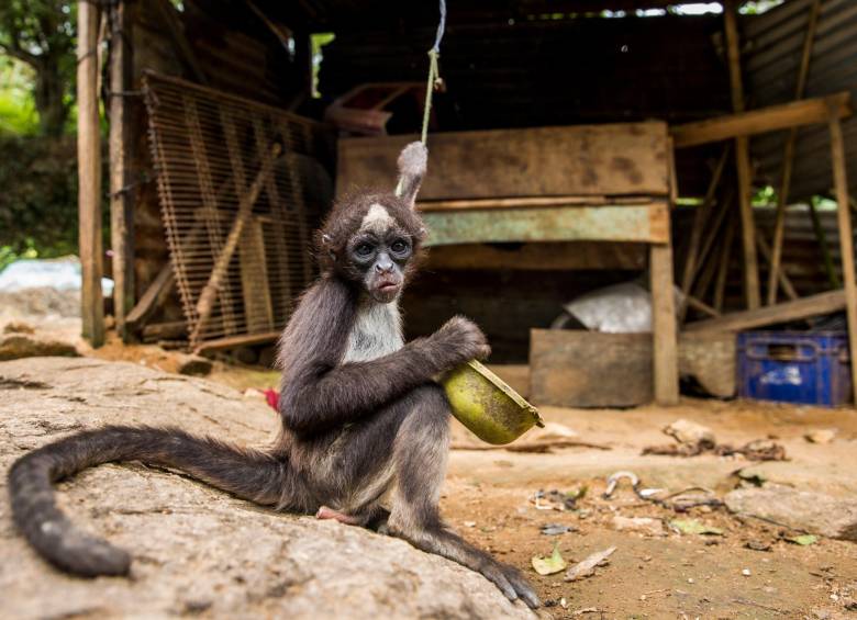 Las especies de fauna silvestre son de los bosques y el monte y no de las casas. Comprar animales es hacer parte de la cadena del delito. FOTO ARCHIVO