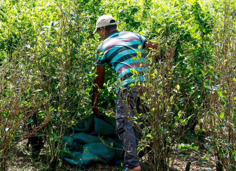 El Gobierno de Gustavo Petro insiste en que los campesinos no se meten al sistema de producción de la coca porque tengan una vocación delincuencial, sino por necesidad. FOTO MANUEL SALDARRIAGA