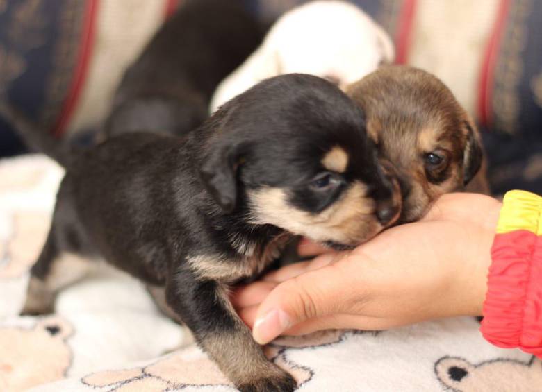 La perrita, quien al parecer era la mascota de las cuatro personas asesinadas en Bogotá, tenía cachorros recién nacidos. Foto: X (Twitter) Dorian Coquies, alcalde local de Usme.