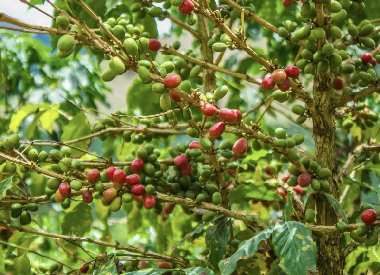 Cafetales de Tapartó. Foto: Cristina Rodríguez.