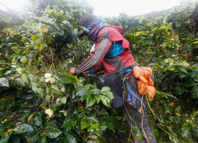 La producción de café en el tercer mes de 2021 fue de un 1,05 millones de sacos de 60 kilos cada uno. FOTO Manuel Saldarriaga