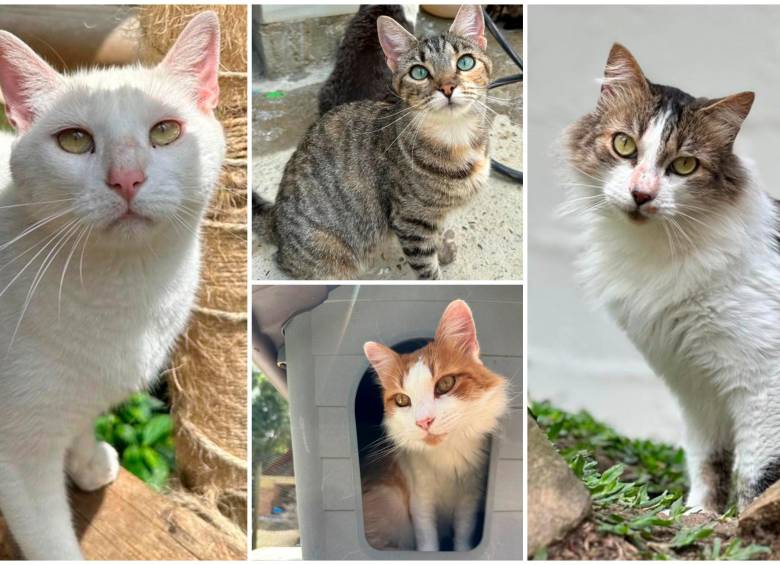 Gran jornada de adopción de perros y gatos en Viva Envigado, ¡no se la pierda! 