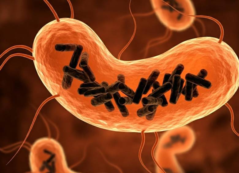Recreación de bacterias intestinales (células en color naranja) infectadas por Obeliscos (varillas negras). FOTO Europa Press-IBMCP (CSIC-UPV)