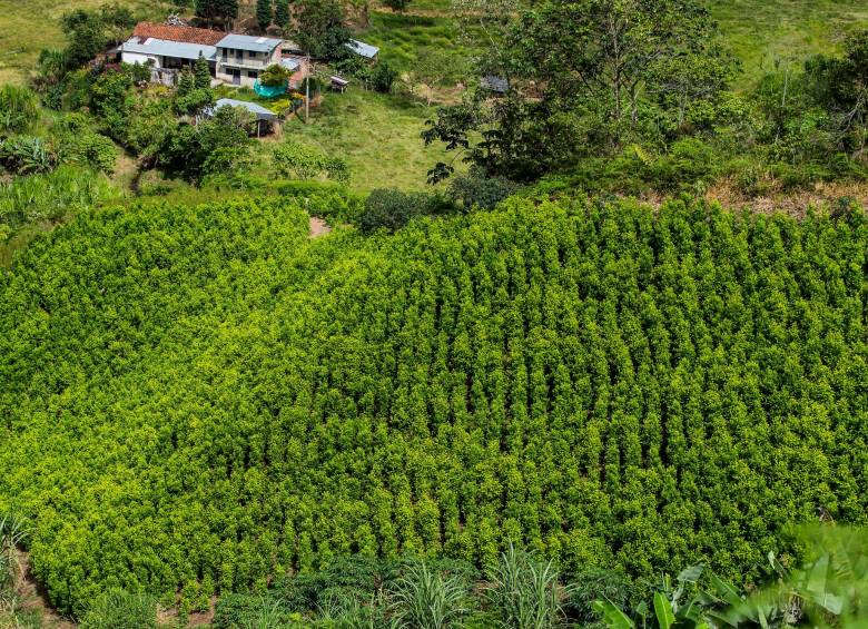 El Departamento de Estado de EE. UU. resaltó que en 2020 se erradicaron 130.000 hectáreas de coca. FOTO JULIO CÉSAR HERRERA