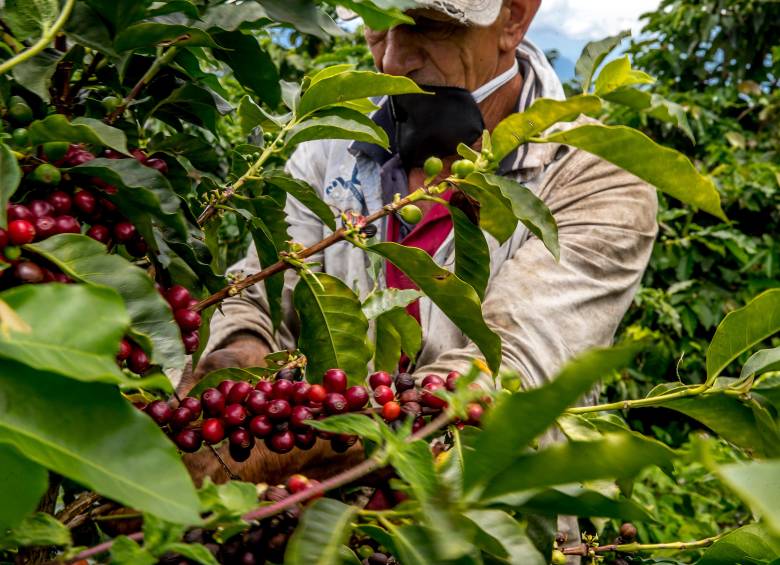 La carga de café se paga hoy a $2,96 millones en Colombia. FOTO Juan Antonio Sánchez
