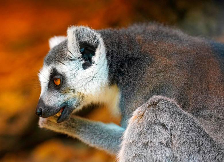 Uno de los animales más antiguos del planeta, los lémures evolucionaron en Madagascar hace unos 60 millones de años. FOTO: Pixabay