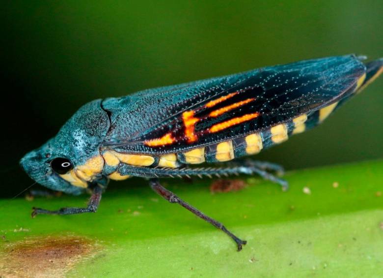 Abana tissa de color azul encontrada en Colombia. FOTO: Cortesía Jefferson Sauceda