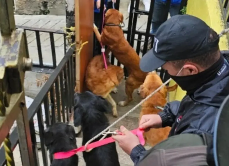 Algunos de los animales rescatados en Bello por la Fiscalía y las autoridades ambientales. FOTO: Cortesía