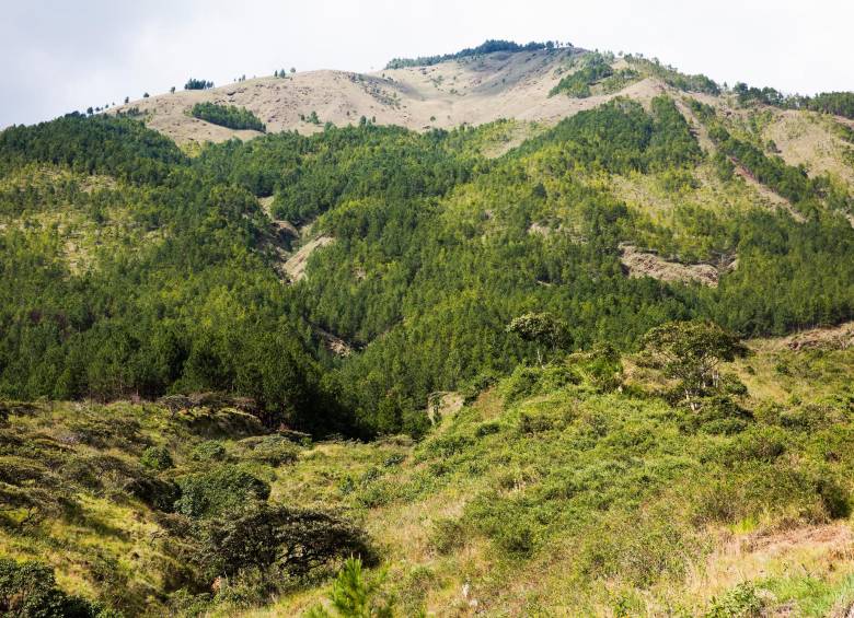 A partir de ahora se deberá trabajar en un plan de manejo ambiental que haga posible el objetivo de preservar la riqueza de fauna y flora. FOTO Edwin Bustamante
