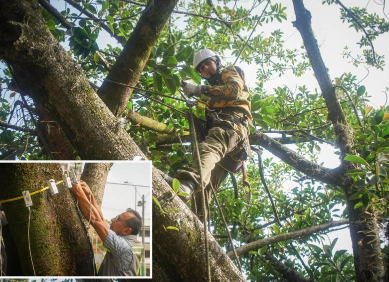 Adelante, un funcionario del Área Metropolitana analiza uno de los árboles de la ciudad. Atrás, otro experto en los árboles realiza inspecciones en la copa de una de estas plantas. FOTO: Cortesía