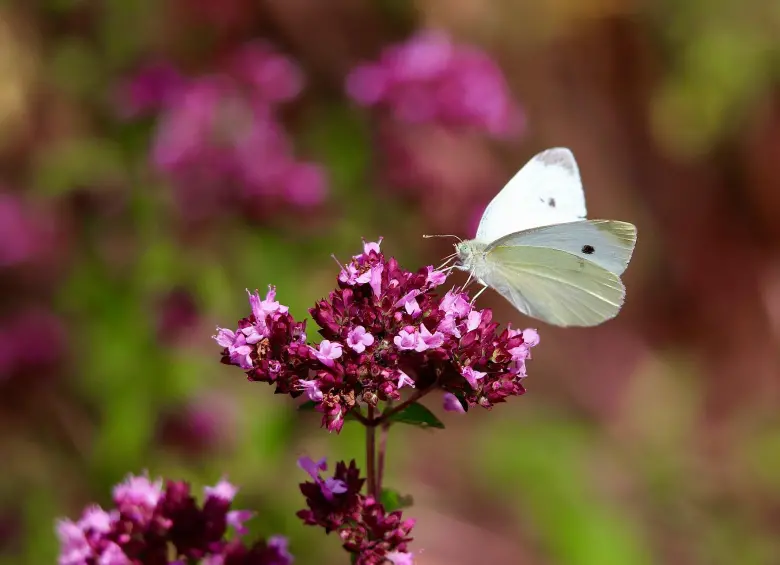 La mariposa blanca verdinervada fue la especie utilizada como modelo para estudiar los impactos del cambio climático en los insectos. FOTO Pixabay