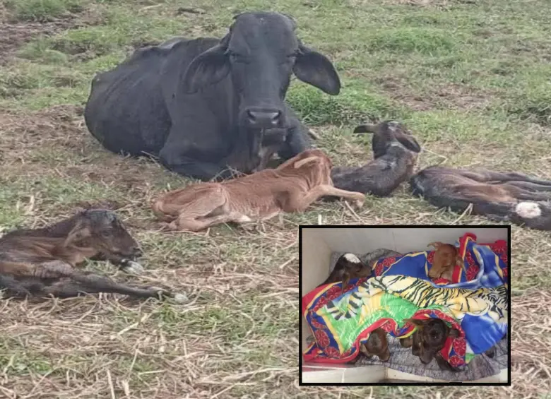 La vaca “Alicia” junto a sus cuatrillizos en un campo de Nariño, Antioquia. FOTO: Imagen tomada de redes.