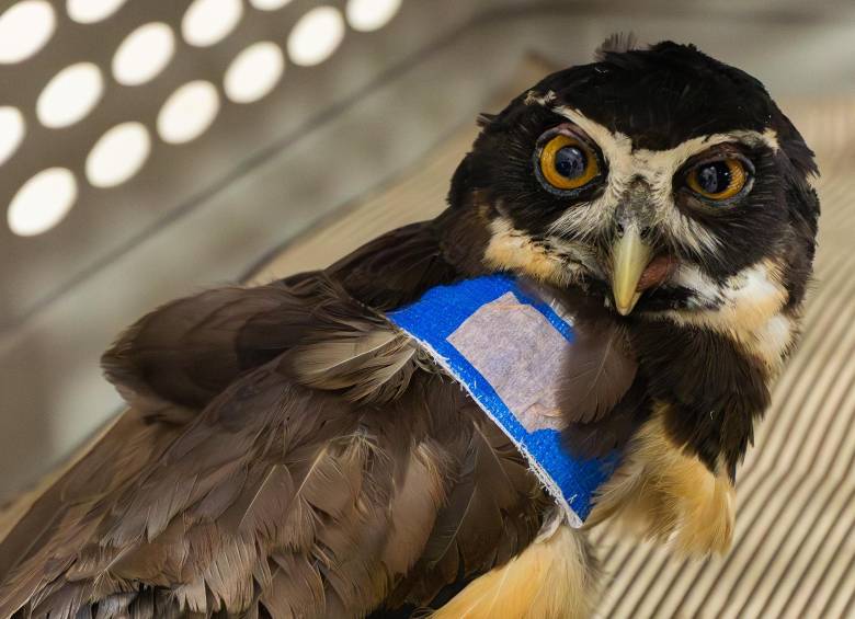 Del total de los animales silvestres atendidos en el CAV el mes pasado, sólo el 35% quedó con vida. FOTO Cortesía Cornare.