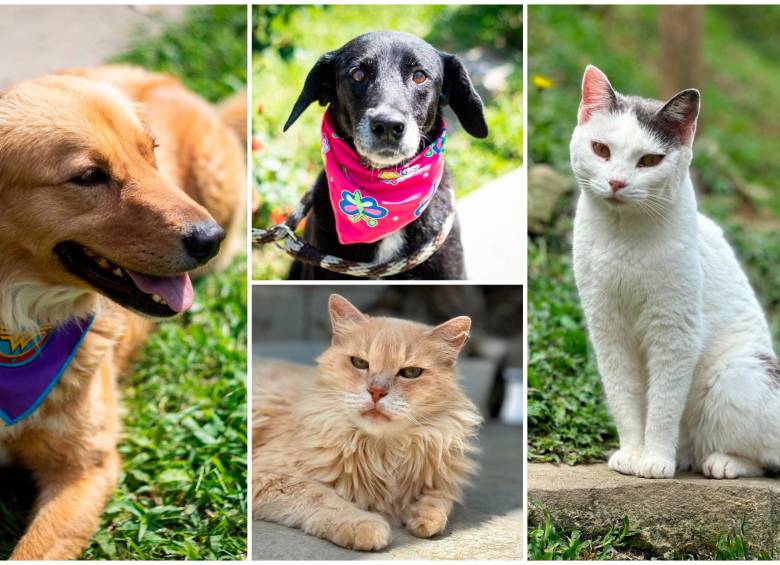 Estos son algunos de los animales del albergue municipal que podrá adoptar desde hoy (jueves) y hasta el domingo en Viva Envigado. Fotos: Cortesía. 