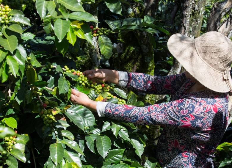 La producción cafetera en abril estuvo en línea con las proyecciones de cosecha anual de la Federación Nacional de Cafeteros. FOTO Manuel Saldarriaga